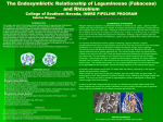 The Endosymbiotic Relationship of Leguminosae (Fabaceae) and