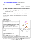 Plant cell Lab Instructions