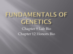 Fundamentals of Genetics Power Point