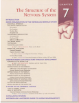 The Structure of the Nervous System