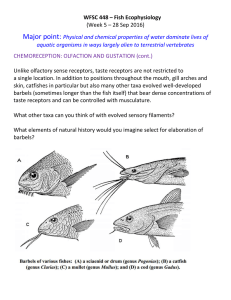 2016 Week 5 - Sensory Biology - Chemoreception 2