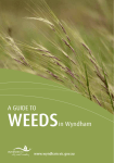 A GUIDE TO WEEDSin Wyndham