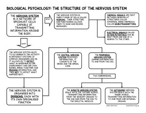 Biological Psychology: The structure of the nervous system