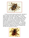 A tick is a small, blood-sucking mite. Normally it lives on blood from