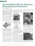 The Multifidus Muscle: Anatomy, Assessment and Treatment