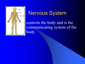 Nervous System - Phoenix Union High School District