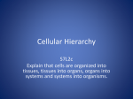 Cellular Hierarchy - Bibb County Schools