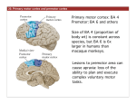 Lesions to premotor area can cause apraxia: loss of the ability to