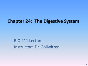 Chapter 24: Digestive System