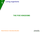 The five kingdoms