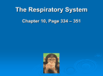 Respiratory System