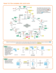 Panel 13–2 The complete citric acid cycle