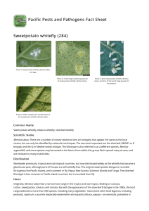 Sweetpotato whitefly (284)