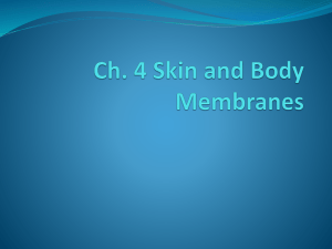 Ch. 4 Skin and Body Membranes