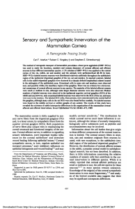 Sensory and sympathetic innervation of the mammalian