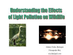 Understanding the effect of light pollution on wildlife