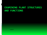 Examining Plant Structures and Functions