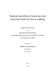 Segment specificity of muscular and neuronal control in insect walking