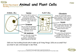 Fungal Cells 02