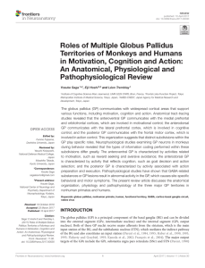 Roles of Multiple Globus Pallidus Territories of Monkeys and