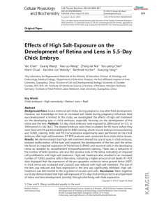Effects of High Salt-Exposure on the Development of Retina and