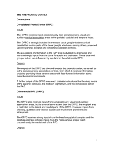 THE PREFRONTAL CORTEX Connections Dorsolateral