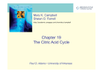 Ch t 19 apter 19 The Citric Acid Cycle