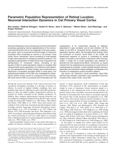 Neuronal Interaction Dynamics in Cat Primary Visual Cortex