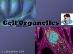 Cell Organelles - MBBS Students Club