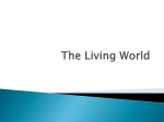 The Living World - Mr D`Antoni`s Wonderful World of Science