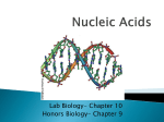 Nucleic Acids and DNA Replication
