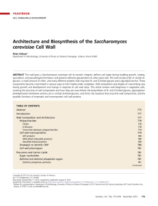 Architecture and Biosynthesis of the Saccharomyces cerevisiae Cell