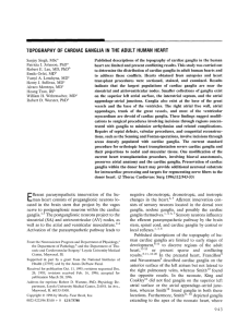 topography of cardiac ganglia in the adult human heart - East