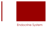 Endocrine System - St. Joseph School (Garden City)