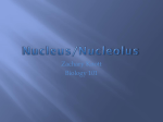 Nucleus/Nucleolus