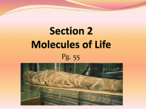 Section 2 Molecules of Life