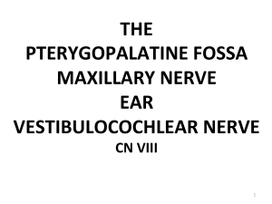 THE PTERYGOPALATINE FOSSA MAXILLARY NERVE EAR