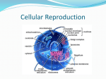 type of reproduction