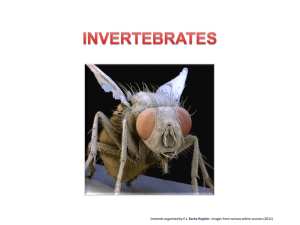 INVERTEBRATES