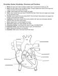 Circulatory System Vocabulary: Structures and Functions
