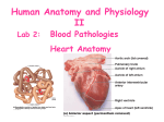 Human Anatomy and Physiology II Lab 2: Blood Pathologies Heart