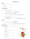 The Digestive System Alimentary Canal Notes