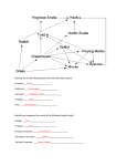 Identify one of the following from the food web shown above