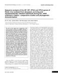 Leroy et. Al. Gabon 96 phylogeny