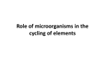 Role of microorganisms in the cycling of elements