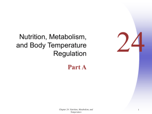 Chapter 24: Nutrition, Metabolism, and Temperature regulation