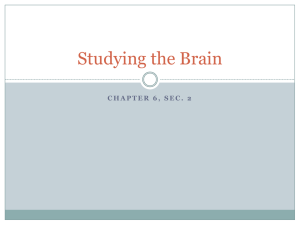 Studying the Brain
