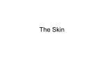 Notes – Skin - WordPress.com