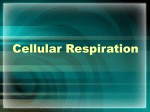 Cellular Respiration