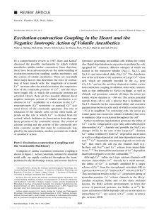 Excitation-contraction Coupling in the Heart and the Negative